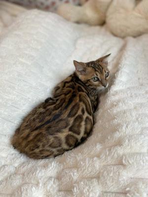 Bengal Kitten : Braun weiblich und männlich