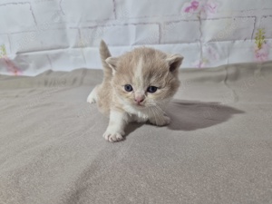BKH Kitten abgabebereit im August