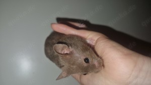 Goldhamster aus Hobbyzucht 