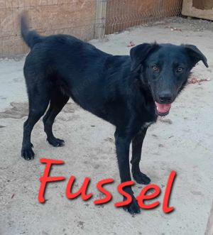 Kleine Hündin Fussel wartet seit 1 Jahr auf neues Zuhause Bild 2