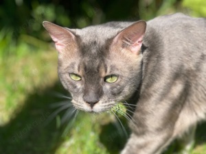 Bengal Deckkater, Blue Charcoal Silver, mit Stammbaum 