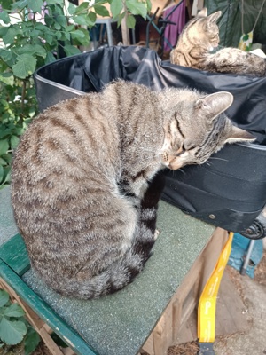 Hübsches Tigerkaterchen sucht liebevolles Katzenfreundliches Zuhause 