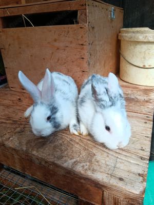 Kaninchen Rhönkaninchen 