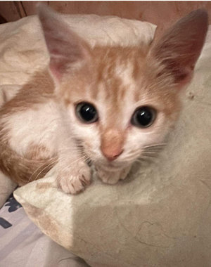 Ein Körbchen für Sweeney  Bild 6