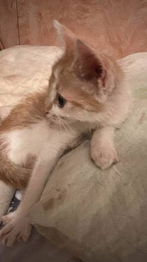 Ein Körbchen für Sweeney  Bild 7