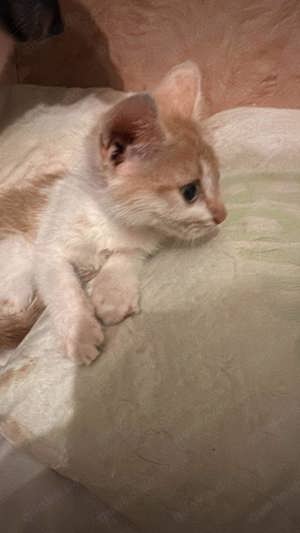 Ein Körbchen für Sweeney  Bild 5