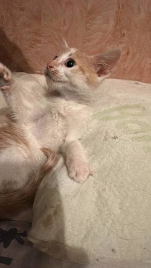 Ein Körbchen für Sweeney  Bild 8