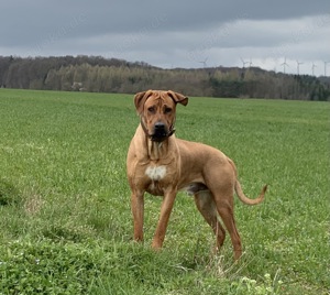 Rhodesien Ridgeback Deckrüde