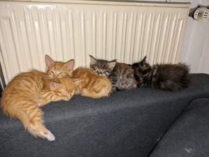 Unsere 4 süßen Maine Coon Mix Kitten suchen ein neues liebevolles Zuhause 