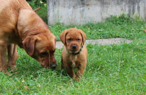 Labrador Welpen *abgabebereit* foxred mit Ahnentafel