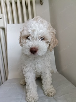 Reinrassige Lagotto Romagnolo Welpen