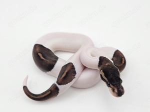 1.0 Blackpastel Piebald Königspython Python Regius Schlange