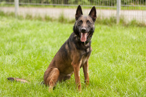 Gero, 6 Jahre - Malinois - Tierhilfe Franken e.V.