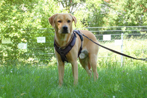 Bugs Buddy, 1 Jahr 9 Monate - reinrassiger Labrador - Tierhilfe Franken e.V.