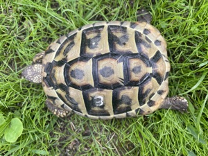 Griechische   Dalmatinische Landschildkröte