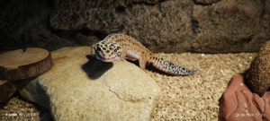 Leopardgeckos