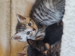 bkh Kitten mix