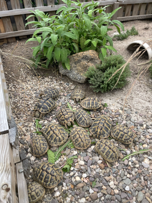 Griechische Landschildkröten abzugeben 