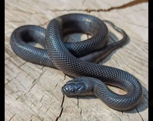 Lampropeltis Melanistic Adultes Weib