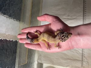 Giant Leopardgecko Männchen von 2023  sehr zahm 