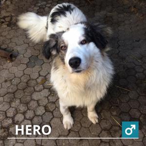 *HERO* Er ist sehr vorsichtig und umsichtig, anfangs zurückhaltend. Er möchte Einzelhund sein