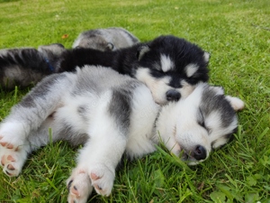 Alaskan Malamute Welpen (Papiere   Ahnentafel)