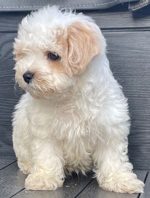 Süße Maltipoo Rüden aus erfahrener Zucht 