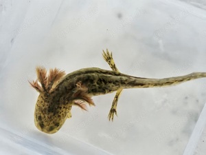 Baby Axolotl zu verkaufen