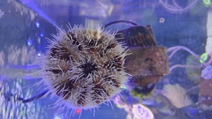 Tripneustes gratilla Pfaffenhut-Seeigel  meerwasser aquarium seewasser 