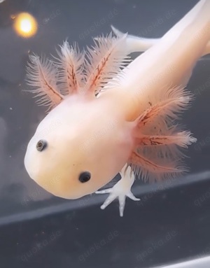 axolotl weißling 