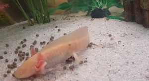 Axolotl Goldalbino 