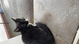 2Baby Katzen abzugeben