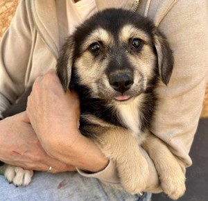 Adele will nicht ihr Leben im Tierheim verbringen 