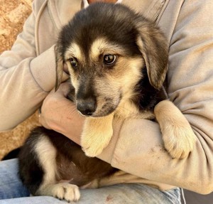 Adele will nicht ihr Leben im Tierheim verbringen  Bild 3