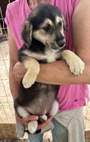 Adele will nicht ihr Leben im Tierheim verbringen  Bild 6