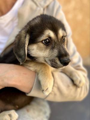 Adele will nicht ihr Leben im Tierheim verbringen  Bild 5