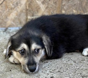 Adele will nicht ihr Leben im Tierheim verbringen  Bild 2