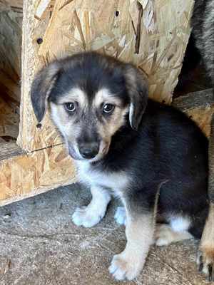 Adele will nicht ihr Leben im Tierheim verbringen  Bild 7