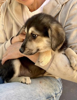 Adele will nicht ihr Leben im Tierheim verbringen  Bild 4