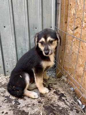 Adele will nicht ihr Leben im Tierheim verbringen  Bild 8