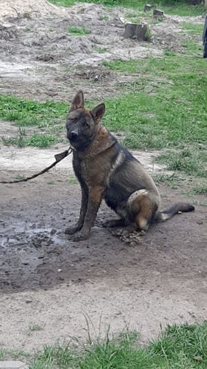 Schäferhund in erfahrene Hände