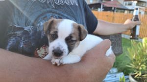 Jack Russell Terrier Welpe