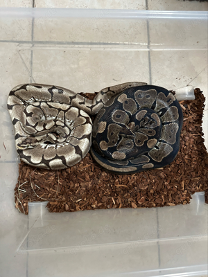 3 python Regius in liebevolle hände abzugeben 