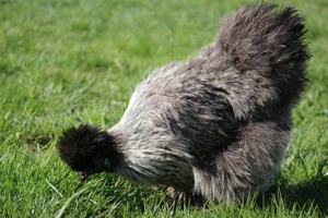 Reinrassige Zwergseidenhühner Bruteier, Hennen und Küken Bild 4