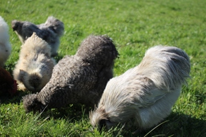 Reinrassige Zwergseidenhühner - Bruteier - Küken - viele Farben Bild 8