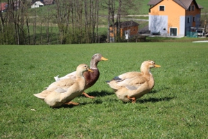 Reinrassige zutrauliche Sachsenenten Erpel und Weibchen