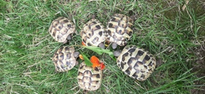 Griechische Landschildkröten THB