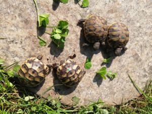 Griechische Landschildkröten zu verkaufen