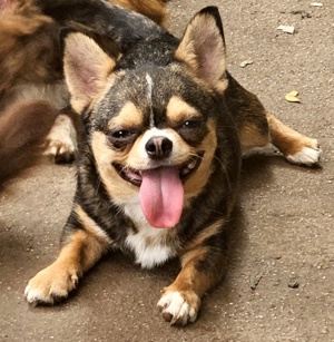 Chihuahua Rüde 