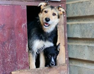 Schenkst du der schüchternen Greta ein Zuhause?